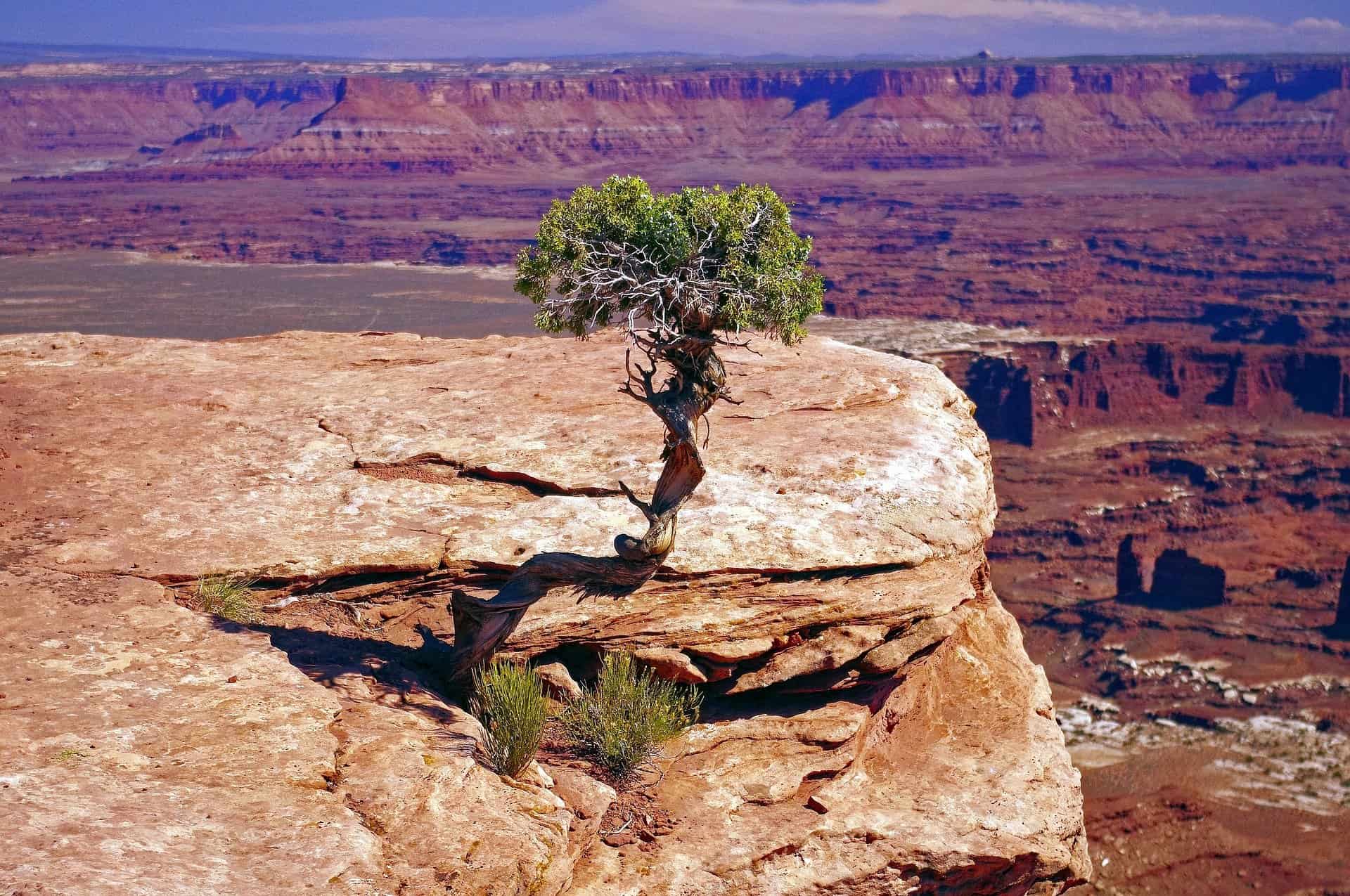 canyonlands tree